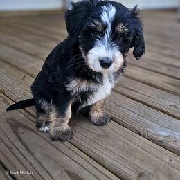 Australian Mountain Doodle, Bernedoodle, Companion Cross, and Shihpoo Puppies from Perfect Companion Puppies