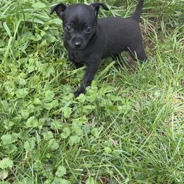 Chihuahua Puppies from Nine Mile Farms