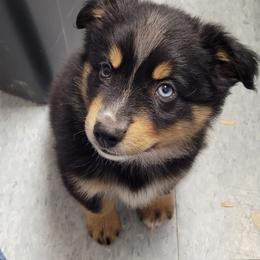 Black Tri Male - Black tri male Miniature Australian Shepherd puppy in Shelby, Michigan from Caprine Acres