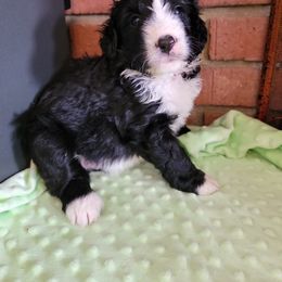 Aussiedoodle and Poodle Puppies from Waterford Doodle Farm