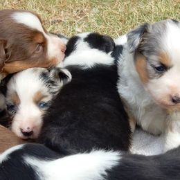 Blue Moon Mini Aussies breeder of 