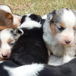 Blue Moon Mini Aussies breeder of 