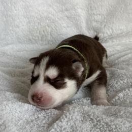 Beau (Green) - Red and white male Siberian Husky puppy in Ellijay, Georgia from Appalachian Siberians LLC