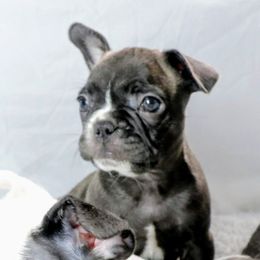 Eye of the Tiger - Brindle and white male French Bulldog puppy in Houston, Texas from Kiss My Frenchies