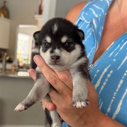 Girl 3 - Black and white female Alaskan Klee Kai puppy in Beverly Hills, Florida from Lucky Charm Klee Kai