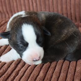 Steel - Brindle and white male Cardigan Welsh Corgi puppy in Livermore, Colorado from Rowe Family