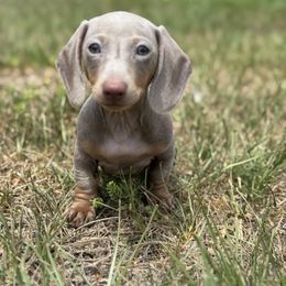 Dachshund Puppies from SR Mini Dachshunds