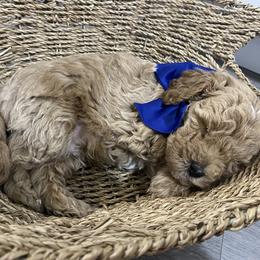 Aussiedoodle, Goldendoodle, and Miniature Australian Shepherd Puppies from Burton's Precious Doodles