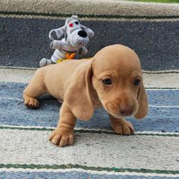 Puppy 1 - Cream male Dachshund puppy in Riverside, California from Saddle Up Dachshunds