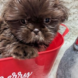 Girl 1 - female Shih Tzu puppy in Metropolis, Illinois from Super City Kennels