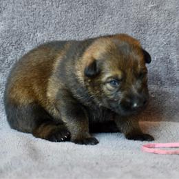 Pink - Sable female German Shepherd puppy in Cherryville, North Carolina from Masky Kennel