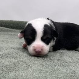 Arctic - Black and tan male Pembroke Welsh Corgi puppy in Waco, Texas from The Comma Corgis