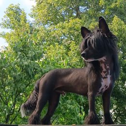 Gizmo - Chinese Crested