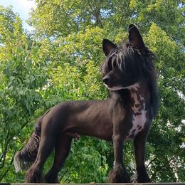 Gizmo - Chinese Crested