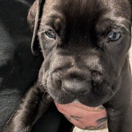 Blue collar male - Black male Cane Corso puppy in Va Beach, Virginia from Guardian Corso's