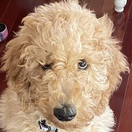 Daisy - Goldendoodle