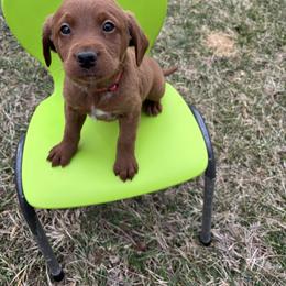 Prince - Chocolate male Labradoodle puppy in Beltsville, Maryland from Praveen's Labradoodles