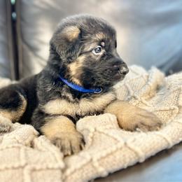 Thimble - Black and red male German Shepherd puppy in Augusta, Wisconsin from Wehrhaus German Shepherds