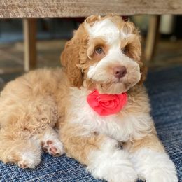 Piper - Australian Labradoodle