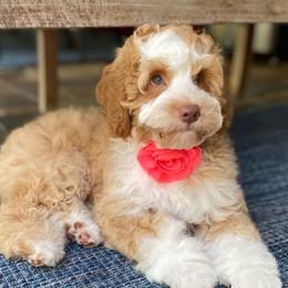 Piper - Australian Labradoodle