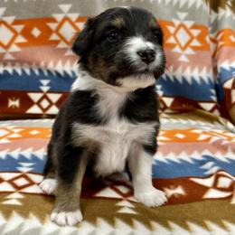 Monkey - Black tri-color female Australian Shepherd puppy in Lakewood, Colorado from Skyray Aussies