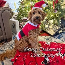 Goldendoodle puppies from Violet View Iowa Goldendoodles