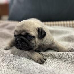 Boy 2 - male Pug puppy in Troutman, North Carolina from Ohana Pugs