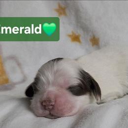 AKC Emerald - Brown roan female Cocker Spaniel puppy in Morristown, Tennessee from Down in the Holler