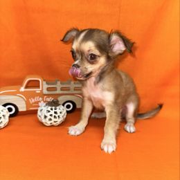 Abby - Chocolate sabled fawn female Chihuahua puppy in Palmyra, Indiana from Country Star Chihuahuas