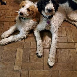 Goldendoodle All Grown Up from Peace Love Doodles