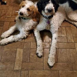 Goldendoodle All Grown Up from Peace Love Doodles