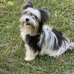 Biewer Terrier and Yorkshire Terrier Puppies from York Town California