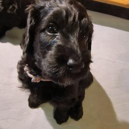 Australian Cobberdog Puppies from Lively Acres Cobberdogs