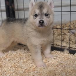 Sir - Gray and white male Siberian Husky puppy in Amery, Wisconsin from Liberty Siberians