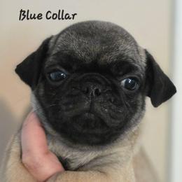 Manny - Blue Collar - Fawn male Pug puppy in Olin, North Carolina from Piggy Pugs