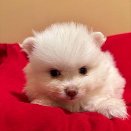 Betty Lou - White female Pomeranian puppy in Douglas, Massachusetts from Country Oak Poms LLC