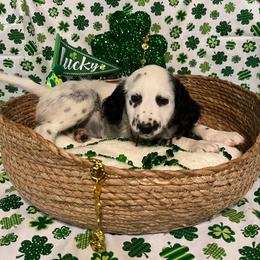 Cayenne- Long Coat-Red - White and black female Dalmatian puppy in Claremore, Oklahoma from Lotsofdots Dalmatians