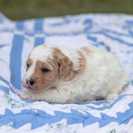 Yellow - Parti male Goldendoodle puppy in Rocklin, California from FurEver Yours Goldendoodles