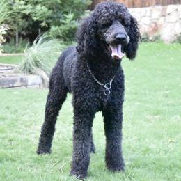 Bernedoodles, Goldendoodles, and Poodles from Four Willows Farm