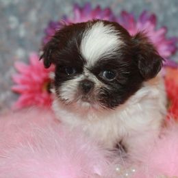 Shih Tzu Puppies from Gypsy Breeze Kennels
