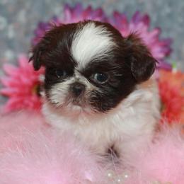 Shih Tzu Puppies from Gypsy Breeze Kennels