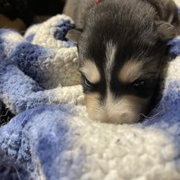 Sarg - Black and white male Siberian Husky puppy in Diamond Lake, Washington from Husky Haven WA