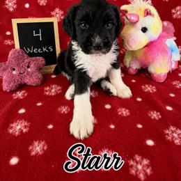 Star - Black and white female Sheepadoodle puppy in Glen Rose, Texas from Clevenger’s Sheepadoodle Fur Baby Farm