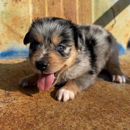 Angel - female Miniature Australian Shepherd puppy in Godley, Texas from Bradley Kennels