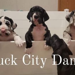 Great Dane and Yorkshire Terrier Puppies from Chuck City Danes