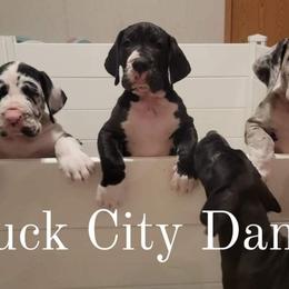 Great Dane and Yorkshire Terrier Puppies from Chuck City Danes