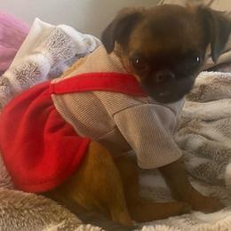 Brussels Griffon All Grown Up from Gold Country Griffs