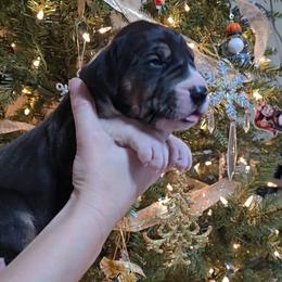 Dr. Finklestein - Mantle male Great Dane puppy in Caldwell, Idaho from Miner's Dynamic Danes