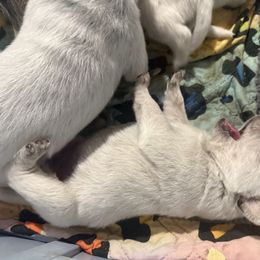 Australian Cattle Dog and French Bulldog Puppies from Sugarloaf French bulldogs and Australian cattle dogs