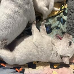 Australian Cattle Dog and French Bulldog Puppies from Sugarloaf French bulldogs and Australian cattle dogs